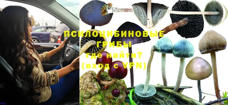 Псилоцибиновые грибы Psilocybe Искитим